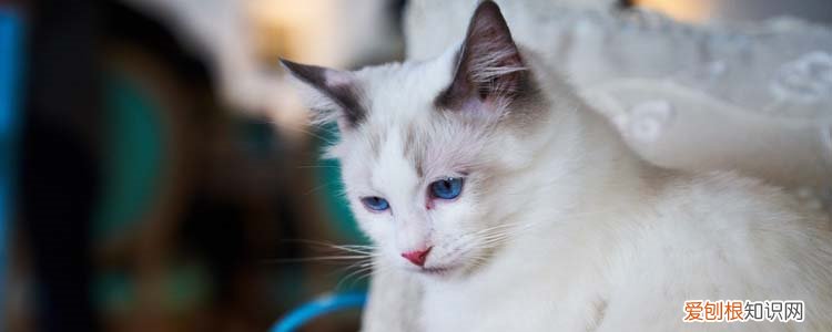 布偶猫多大的时候爆毛 布偶猫几个月爆毛,布偶几个月开始爆毛,布偶猫多大开始爆毛