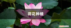 荷花的种植时间和方法 荷花种植方法，荷花的生长过程