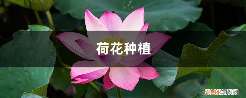 荷花的种植时间和方法 荷花种植方法，荷花的生长过程