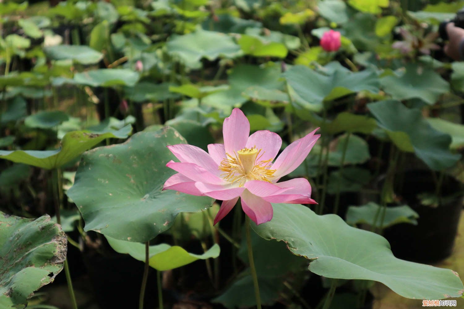 荷花的种植时间和方法 荷花种植方法，荷花的生长过程
