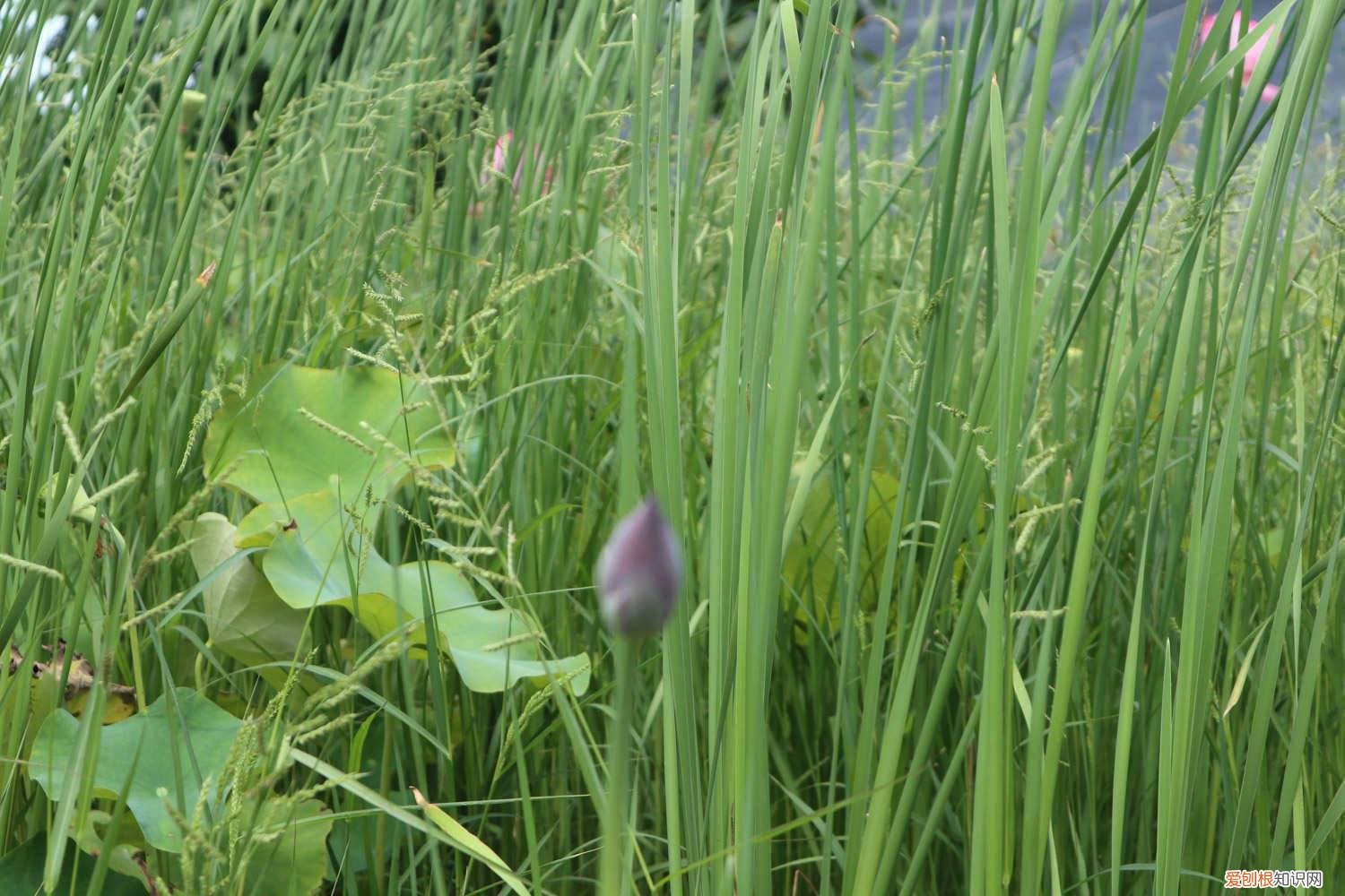 荷花的种植时间和方法 荷花种植方法，荷花的生长过程