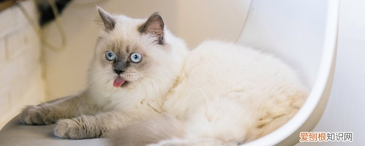 布偶猫多久才爆毛 布偶猫多大开始爆毛,布偶多大才爆毛,布偶猫几个月爆毛