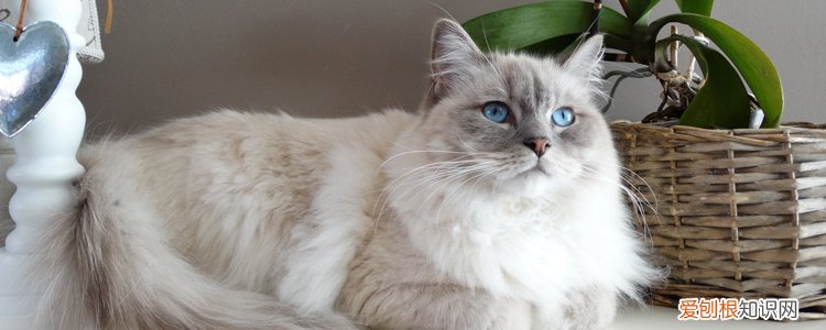 布偶猫吃什么发毛 布偶猫吃什么可以爆毛,布偶猫爆毛吃什么,布偶吃什么会爆毛