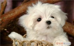 博美犬雷恒越来越严重怎么办,博美犬老有泪痕是不是有什么问题,博美犬有泪痕怎么办