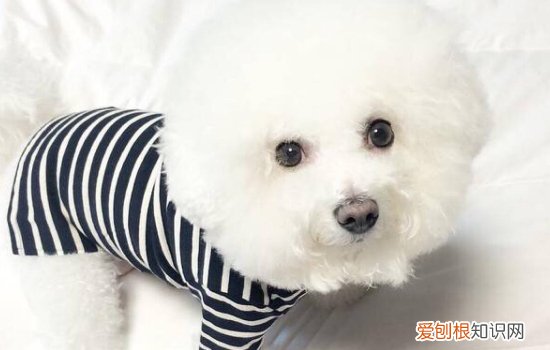 博美犬雷恒越来越严重怎么办,博美犬老有泪痕是不是有什么问题,博美犬有泪痕怎么办