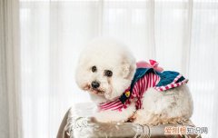 狗侧躺着不停的抽搐划船怎么办 狗侧躺着不停的抽搐划船