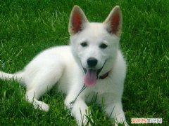 狗狗犬瘟初期吧唧嘴怎么办 狗狗犬瘟初期吧唧嘴