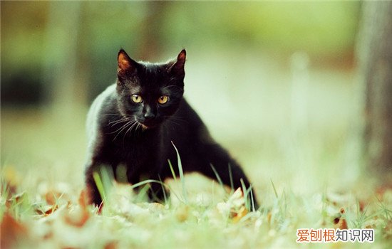 什么猫比较粘人 这三种猫咪适合陪伴人类