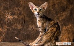 什么猫比较粘人 这三种猫咪适合陪伴人类