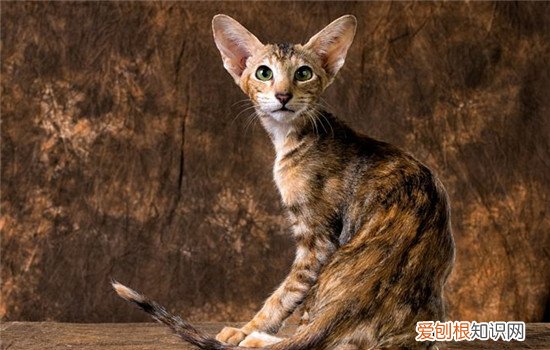 什么猫比较粘人 这三种猫咪适合陪伴人类