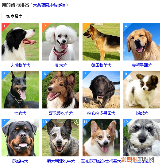 狗狗智商排名前100名这些狗狗你都听说过吗