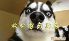 狗狗智商排名前100名这些狗狗你都听说过吗