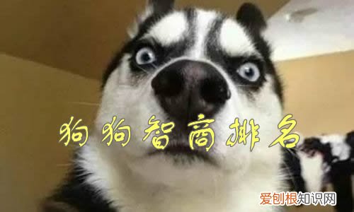 狗狗智商排名前100名这些狗狗你都听说过吗