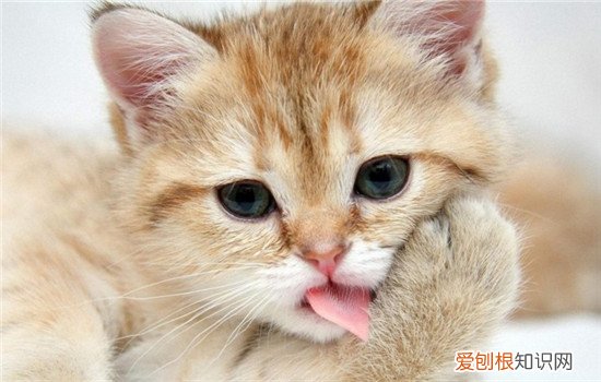 猫为什么喜欢咬头发 猫咪咬头发的原因是什么
