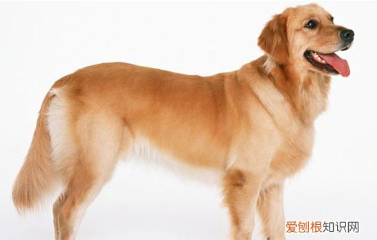 狗狗智商排名 它居然在第四名？