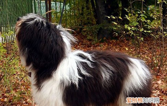 狗狗智商排名 它居然在第四名？