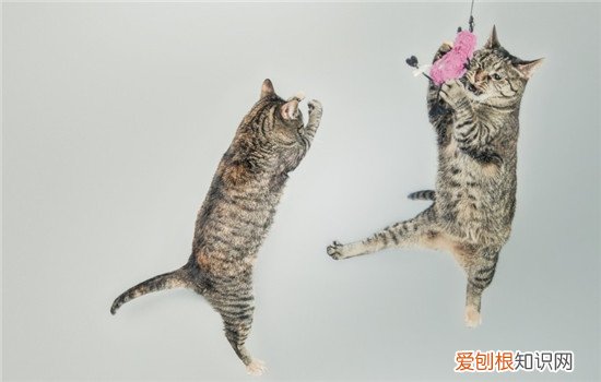 猫为什么会抓东西给主人 这种行为需要纠正吗