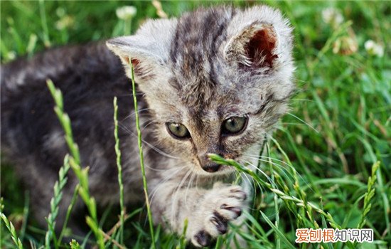 猫为什么会抓东西给主人 这种行为需要纠正吗