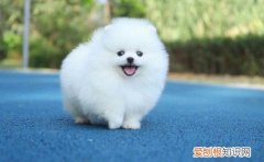 博美犬的优缺点 这些你得知晓