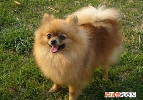 博美犬的优缺点 这些你得知晓