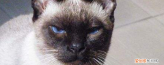 暹罗猫眼睛什么颜色,暹罗猫眼睛颜色变化,暹罗猫眼睛颜色可以有多少种