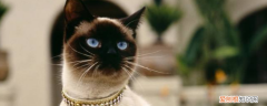 暹罗猫的毛色怎样才会变白 暹罗猫夏天毛能变白吗,暹罗猫夏天会变白吗,暹罗猫夏天还能白吗