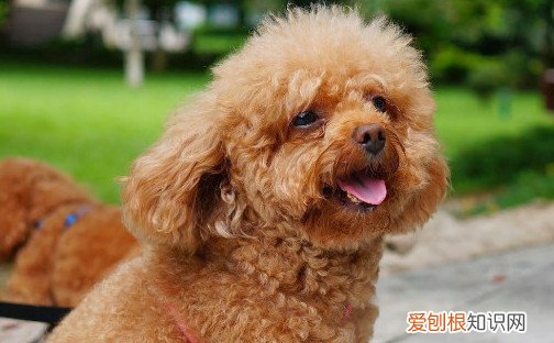 泰迪不吃不喝不拉不吐没精神吃什么药 泰迪不吃不喝不拉不吐没精神