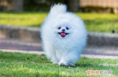 狗狗为啥咬主人的手 狗狗为什么爱咬主人的手