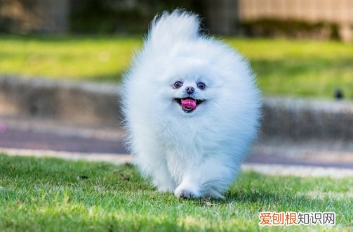 狗狗为啥咬主人的手 狗狗为什么爱咬主人的手