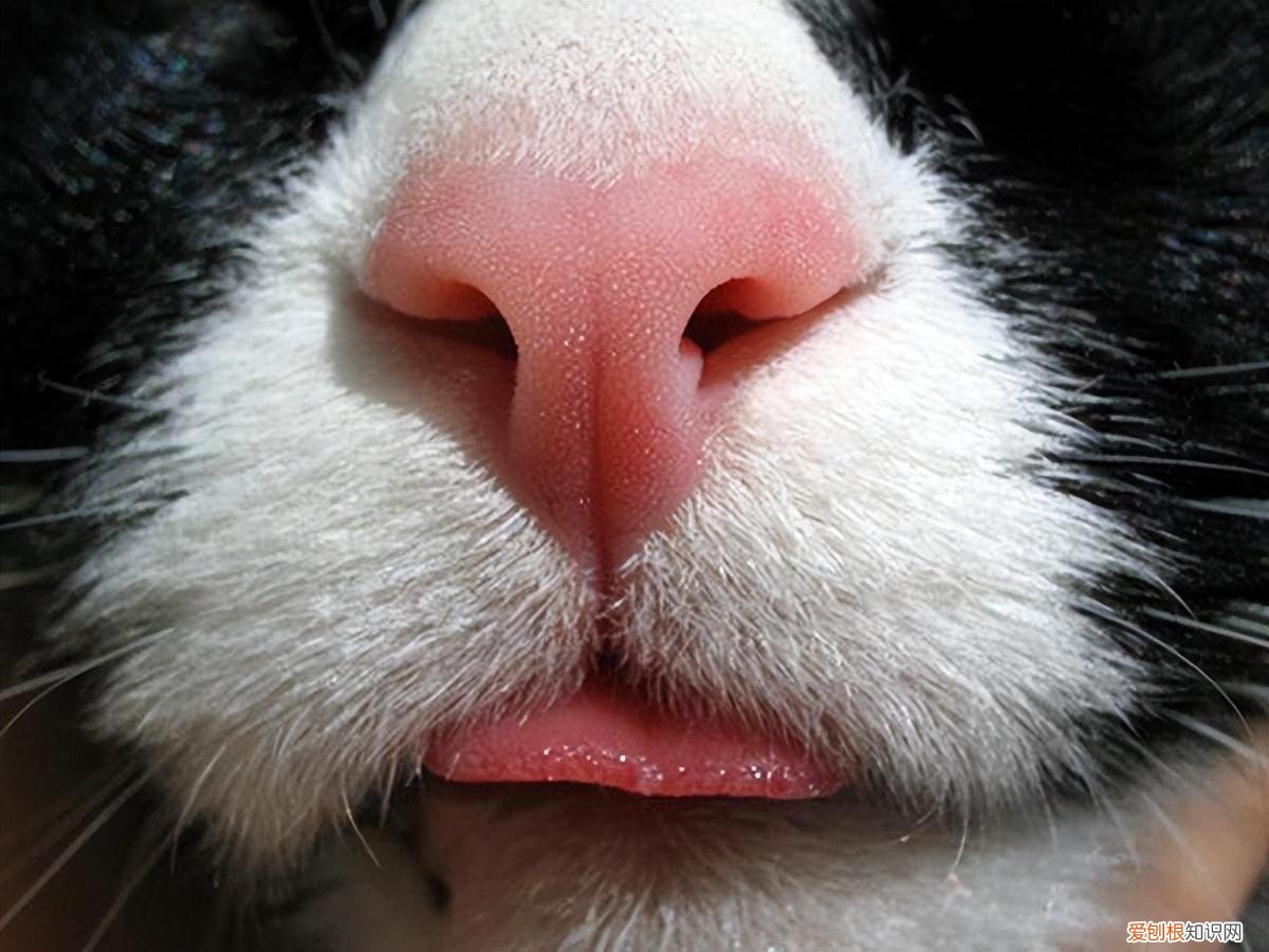 猫知道名字，12个猫咪知识的快问快答，有你想了解的吗？