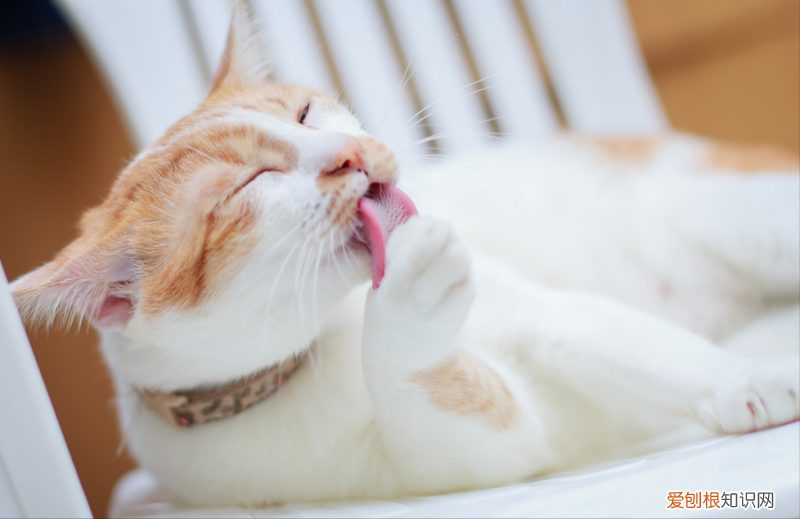 猫知道名字，12个猫咪知识的快问快答，有你想了解的吗？