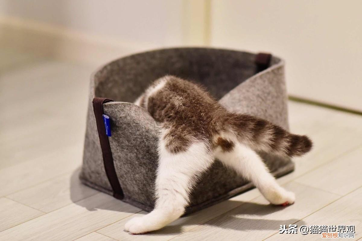 猫猫死了后灵魂会回来吗，猫咪灵魂40问！如果猫的世界有问答……