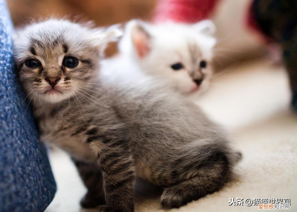 猫猫死了后灵魂会回来吗，猫咪灵魂40问！如果猫的世界有问答……