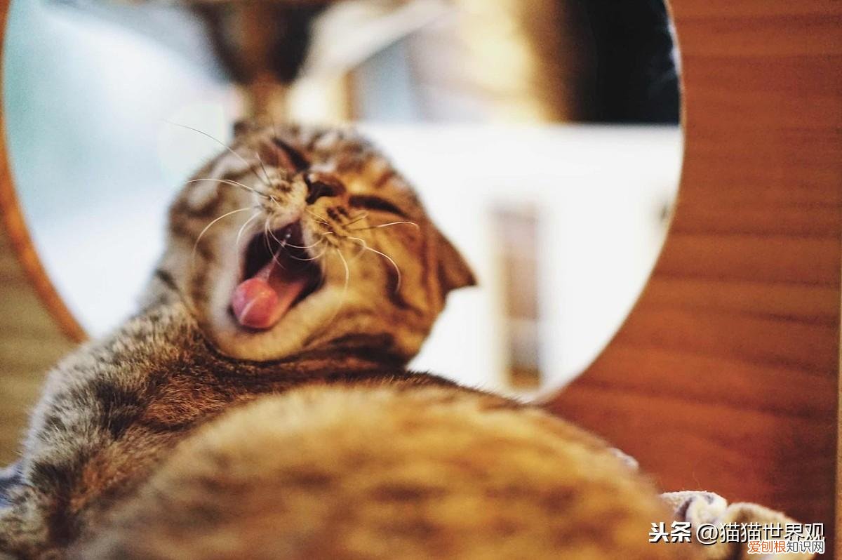 猫猫死了后灵魂会回来吗，猫咪灵魂40问！如果猫的世界有问答……