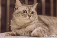 猫猫死了后灵魂会回来吗，猫咪灵魂40问！如果猫的世界有问答……