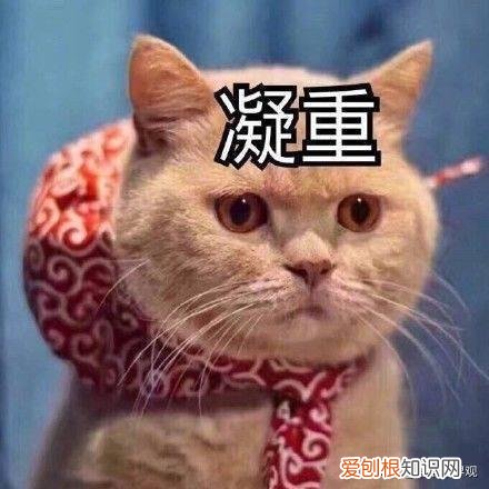 猫猫死了后灵魂会回来吗，猫咪灵魂40问！如果猫的世界有问答……