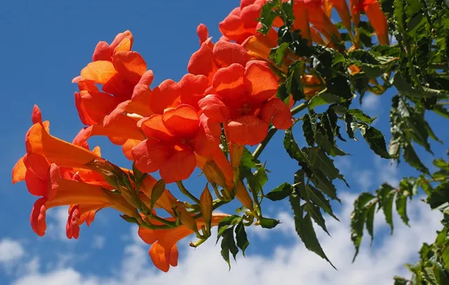 老祖宗留下的养花口诀图片，老一辈传下来的12月养花口诀，收藏了!