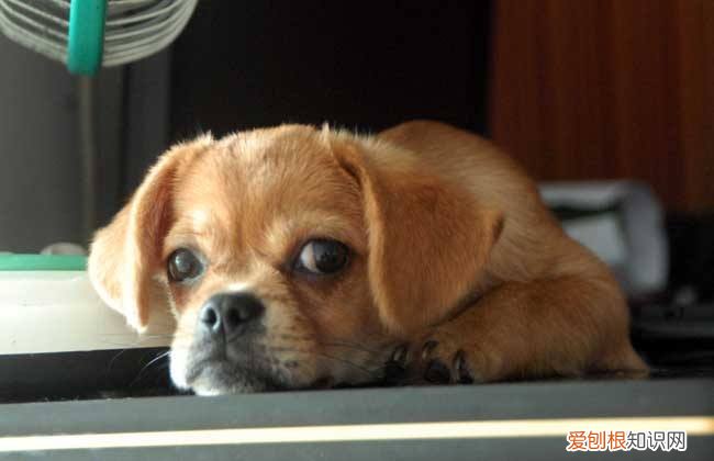 非常实用 养狗的不知道狗的毛病是什么，养狗常见的23个问题与回答