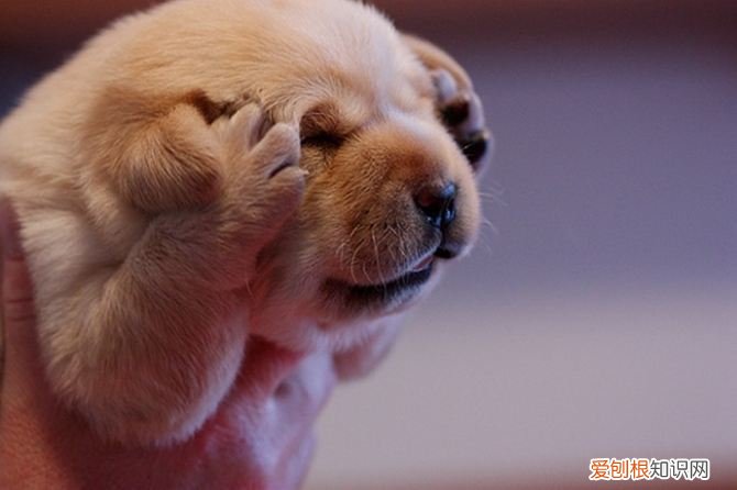 非常实用 养狗的不知道狗的毛病是什么，养狗常见的23个问题与回答