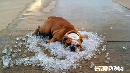 非常实用 养狗的不知道狗的毛病是什么，养狗常见的23个问题与回答