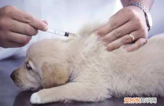 非常实用 养狗的不知道狗的毛病是什么，养狗常见的23个问题与回答