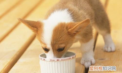 非常实用 养狗的不知道狗的毛病是什么，养狗常见的23个问题与回答