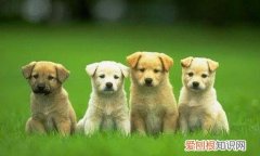 非常实用 养狗的不知道狗的毛病是什么，养狗常见的23个问题与回答