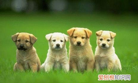 非常实用 养狗的不知道狗的毛病是什么，养狗常见的23个问题与回答