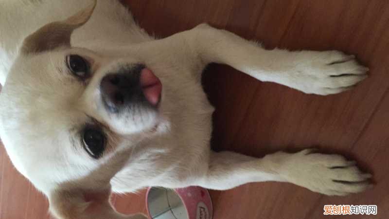 非常实用 养狗的不知道狗的毛病是什么，养狗常见的23个问题与回答