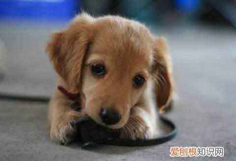 非常实用 养狗的不知道狗的毛病是什么，养狗常见的23个问题与回答