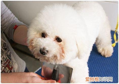 非常实用 养狗的不知道狗的毛病是什么，养狗常见的23个问题与回答