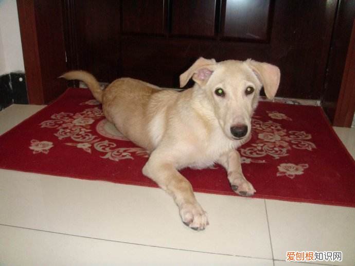 非常实用 养狗的不知道狗的毛病是什么，养狗常见的23个问题与回答