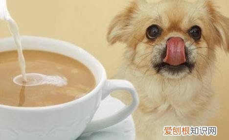 非常实用 养狗的不知道狗的毛病是什么，养狗常见的23个问题与回答