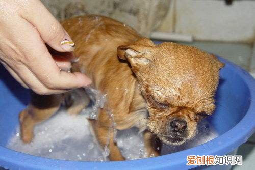 非常实用 养狗的不知道狗的毛病是什么，养狗常见的23个问题与回答